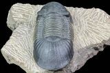 Paralejurus Trilobite Fossil - Excellent Specimen #75575-5